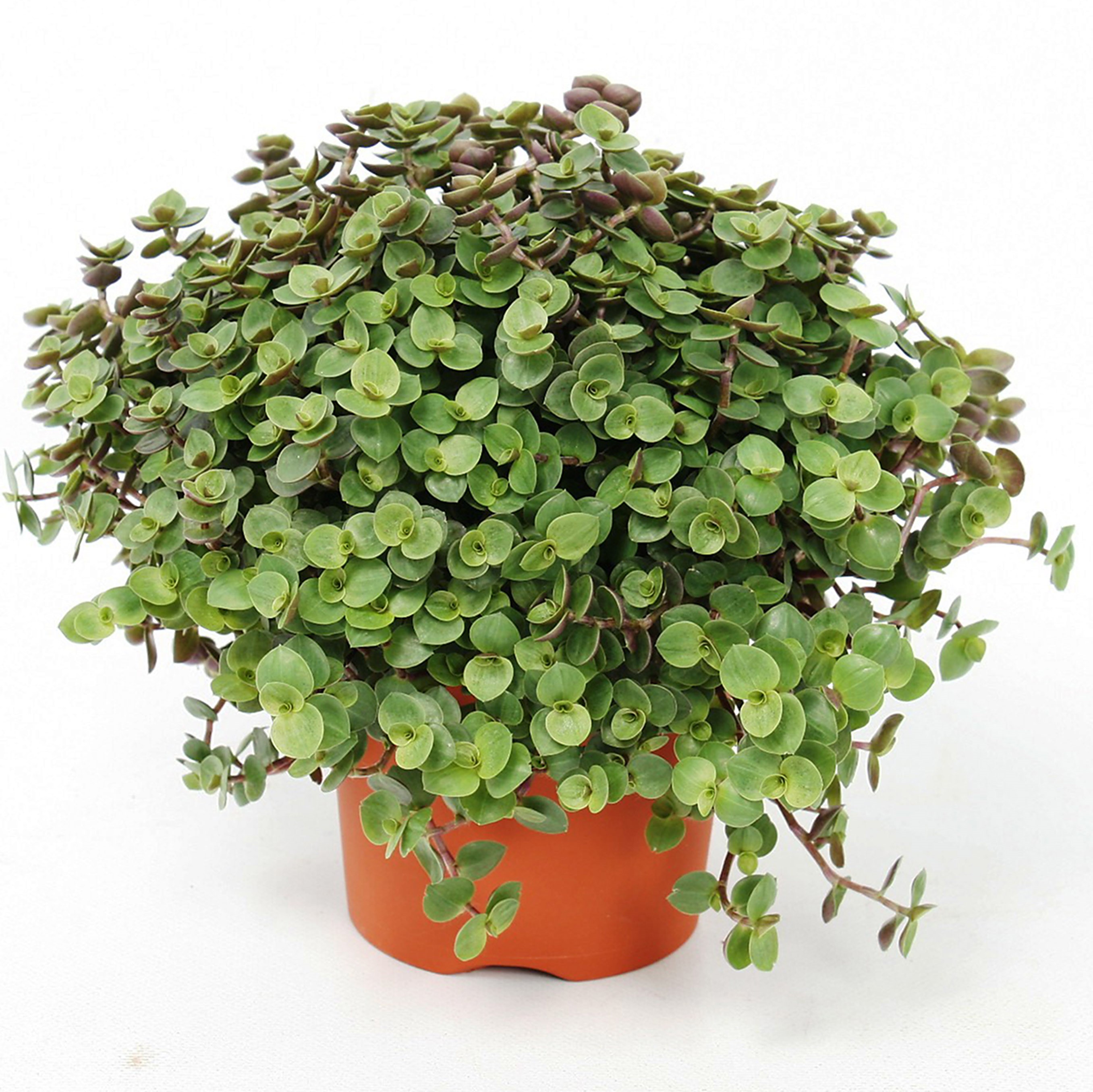 Callisia Repens  Fiesta op tray 8 st.